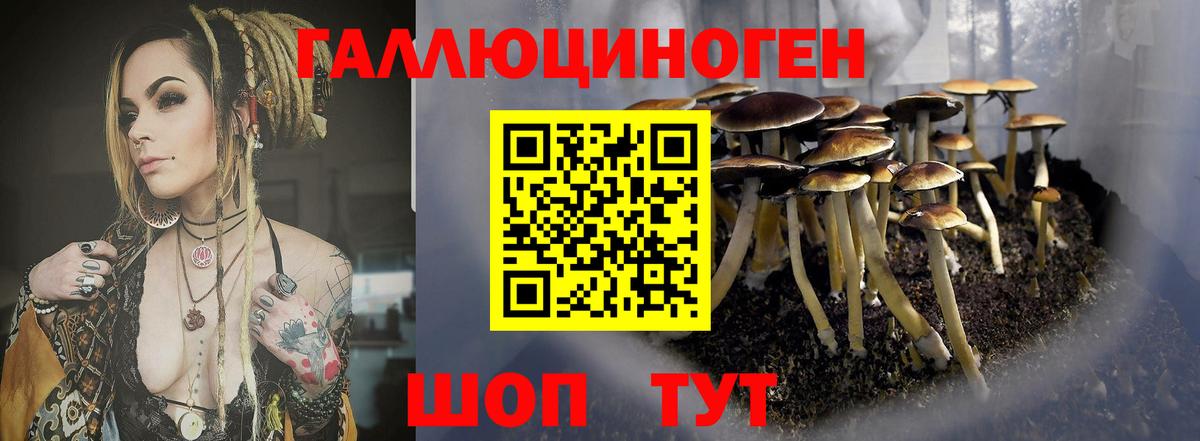Барнаул  где продают   Вход с VPN  Псилоцибиновые грибы GOLDEN TEACHER 